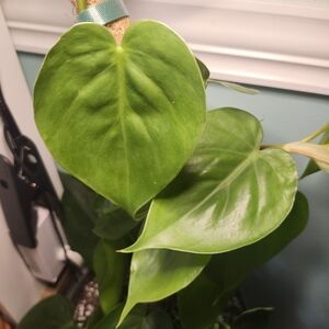 Heart Leaf Philodendron Cutting: One Node